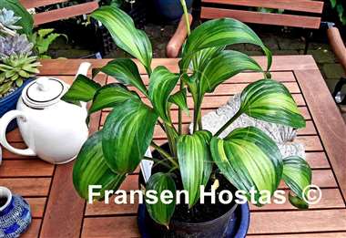 Hosta Abana